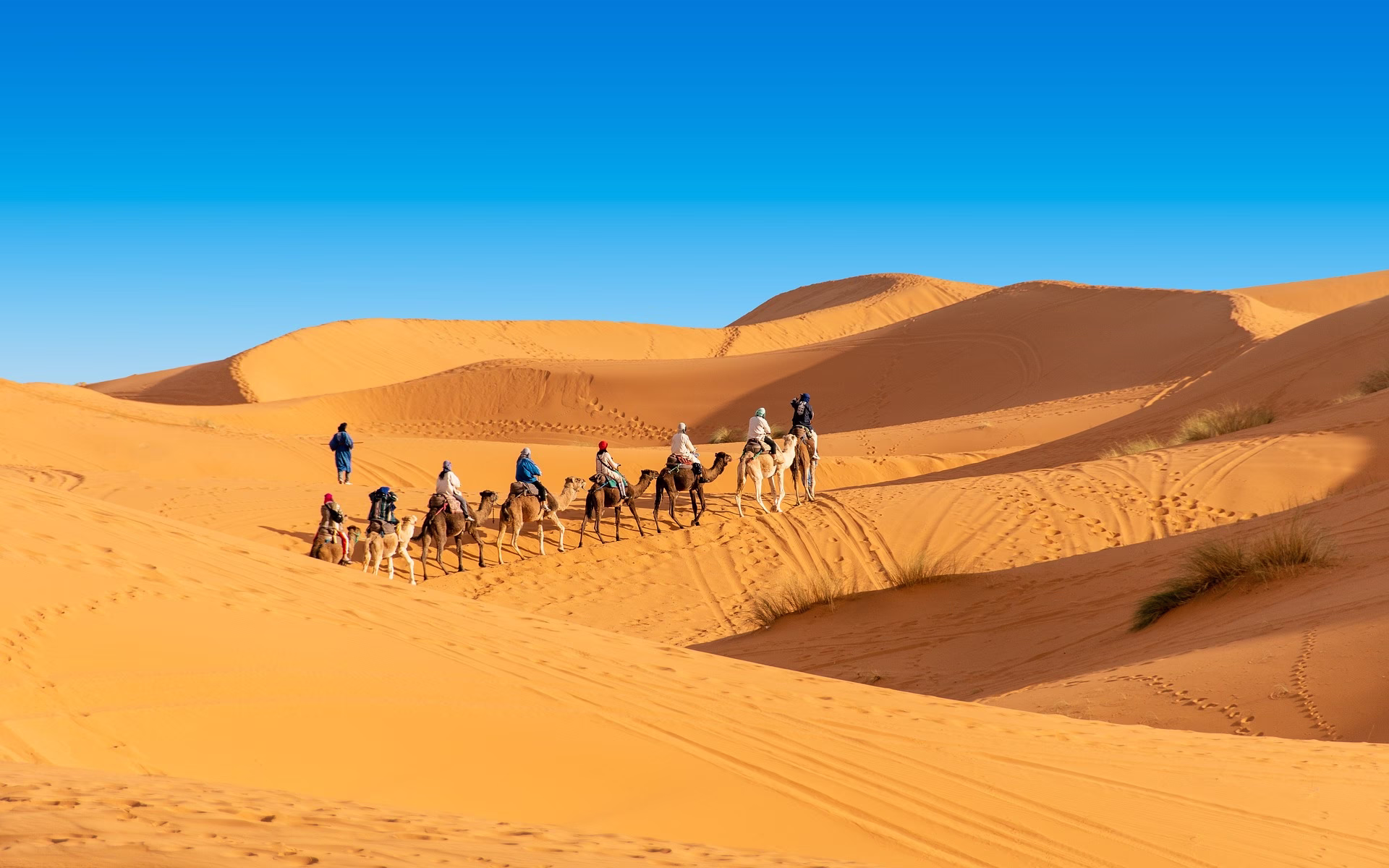 Camel caravan in Sahara dunes Morocco